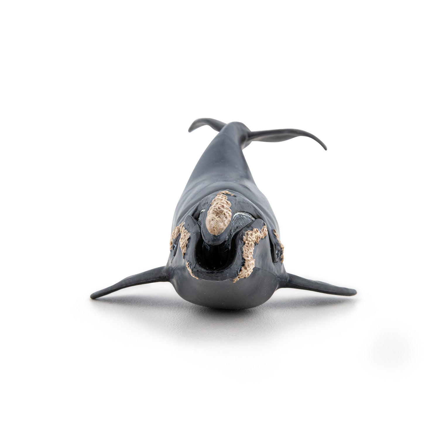 papo-marine-world-baleine-franche-figurine-c-tac-plancton image 3
