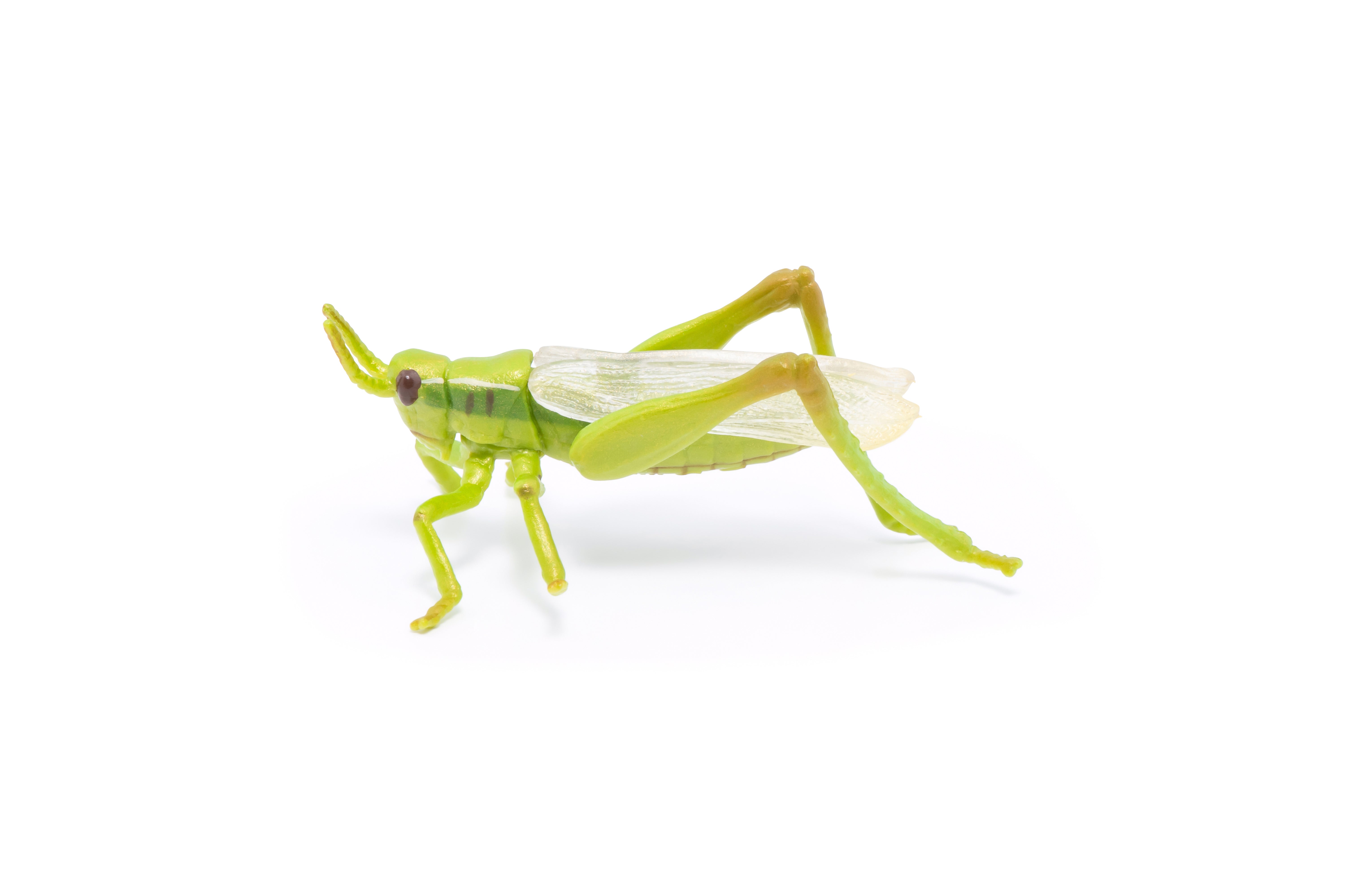papo-garden-animals-figurine-sauterelle-verte-jardin image 2
