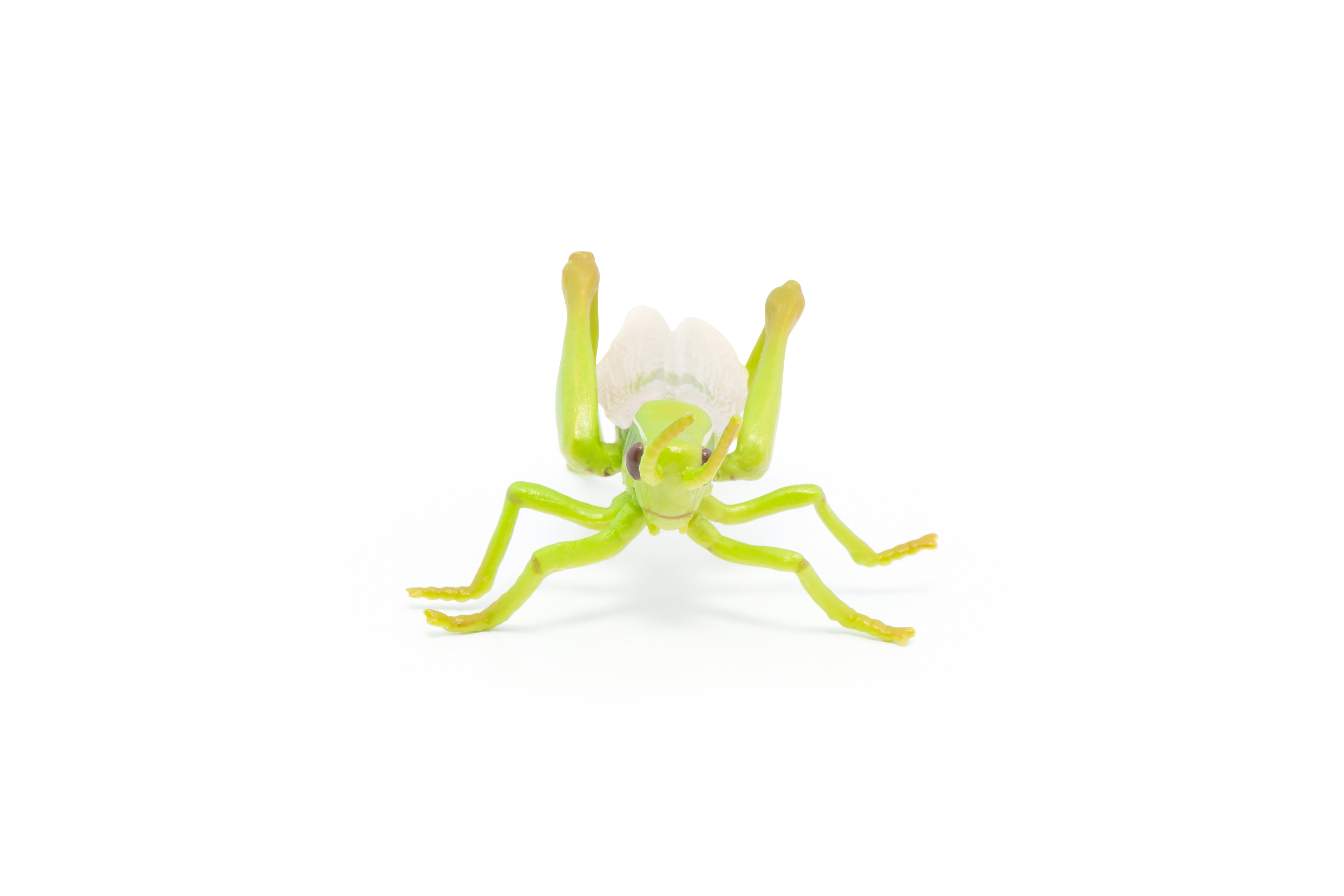 papo-garden-animals-figurine-sauterelle-verte-jardin image 4