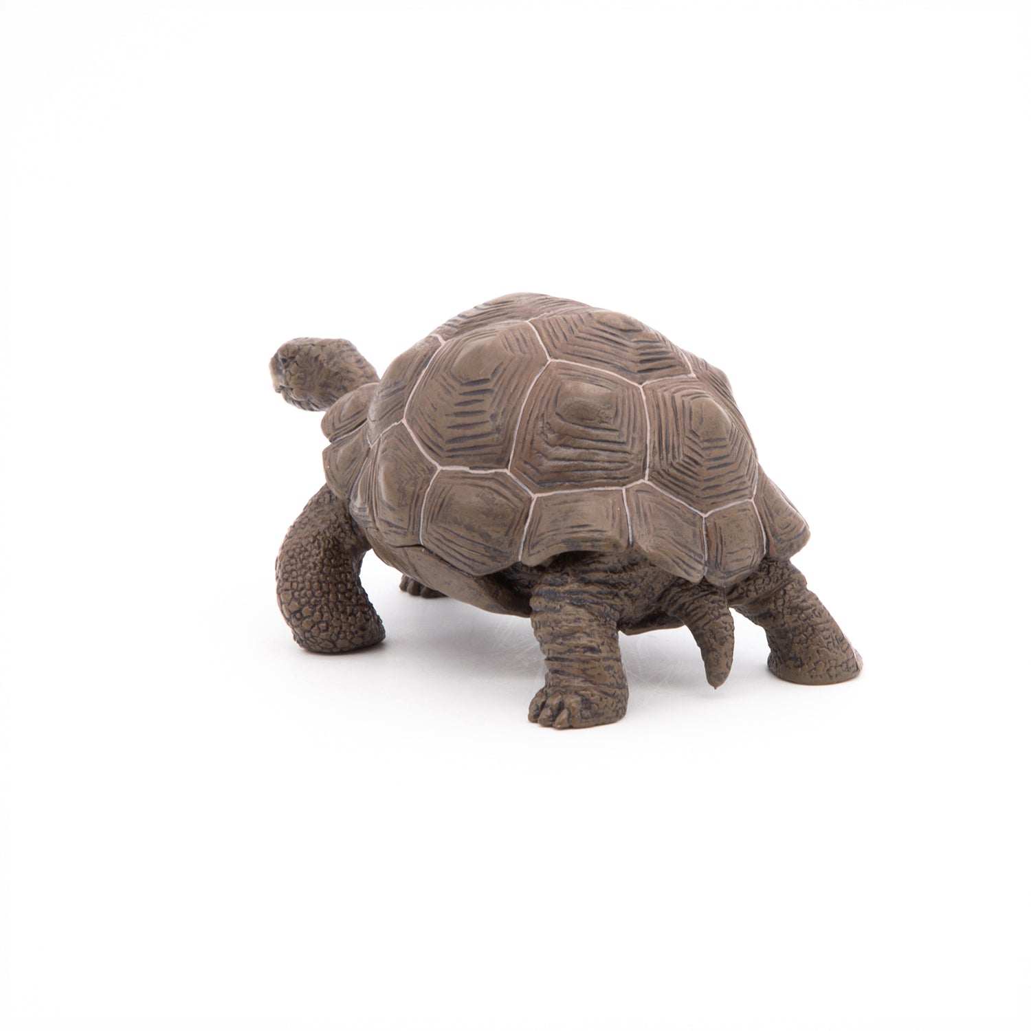 papo-wildlife-tortue-des-galapagos-figurine-reptile-g-ante image 8