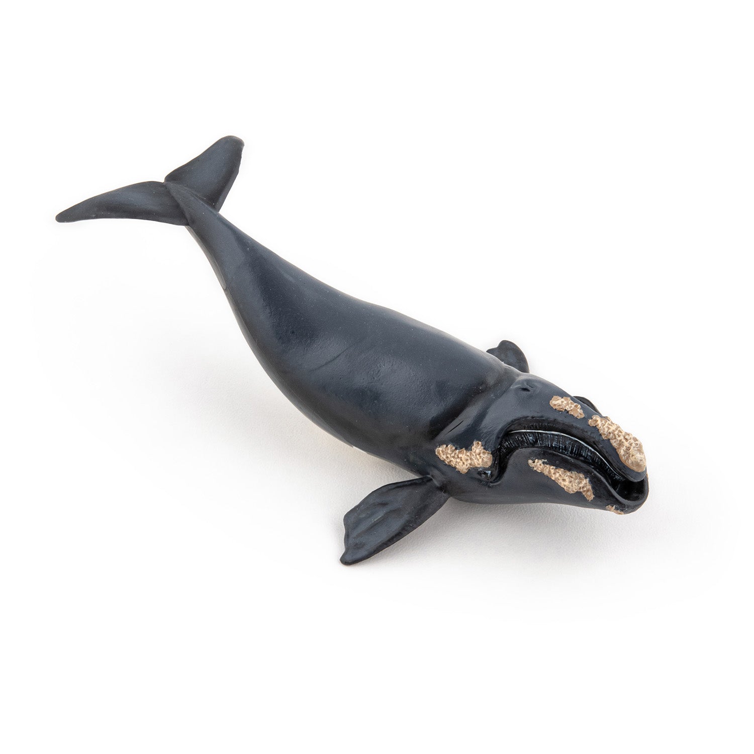 papo-marine-world-baleine-franche-figurine-c-tac-plancton image 6