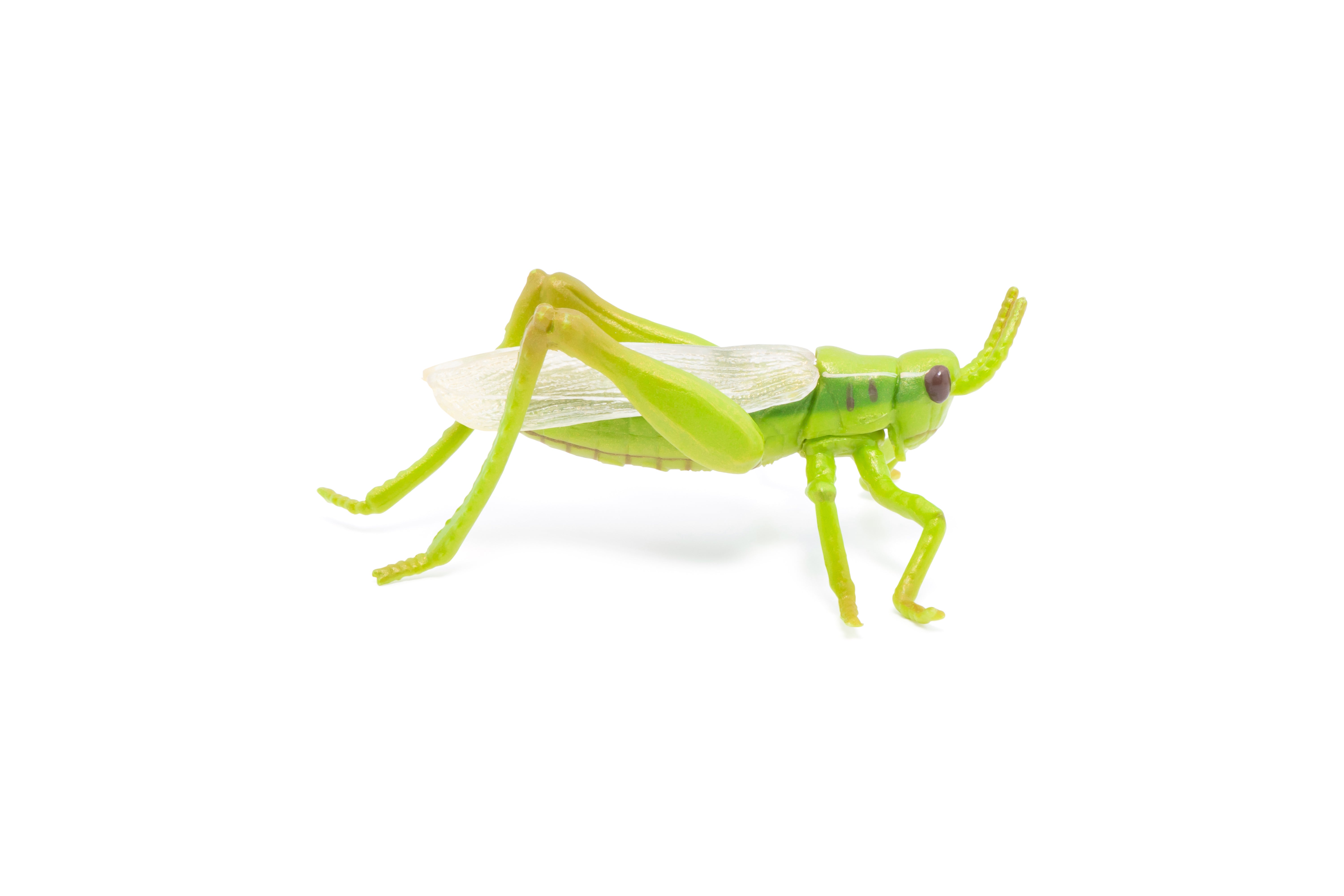 papo-garden-animals-figurine-sauterelle-verte-jardin image 6