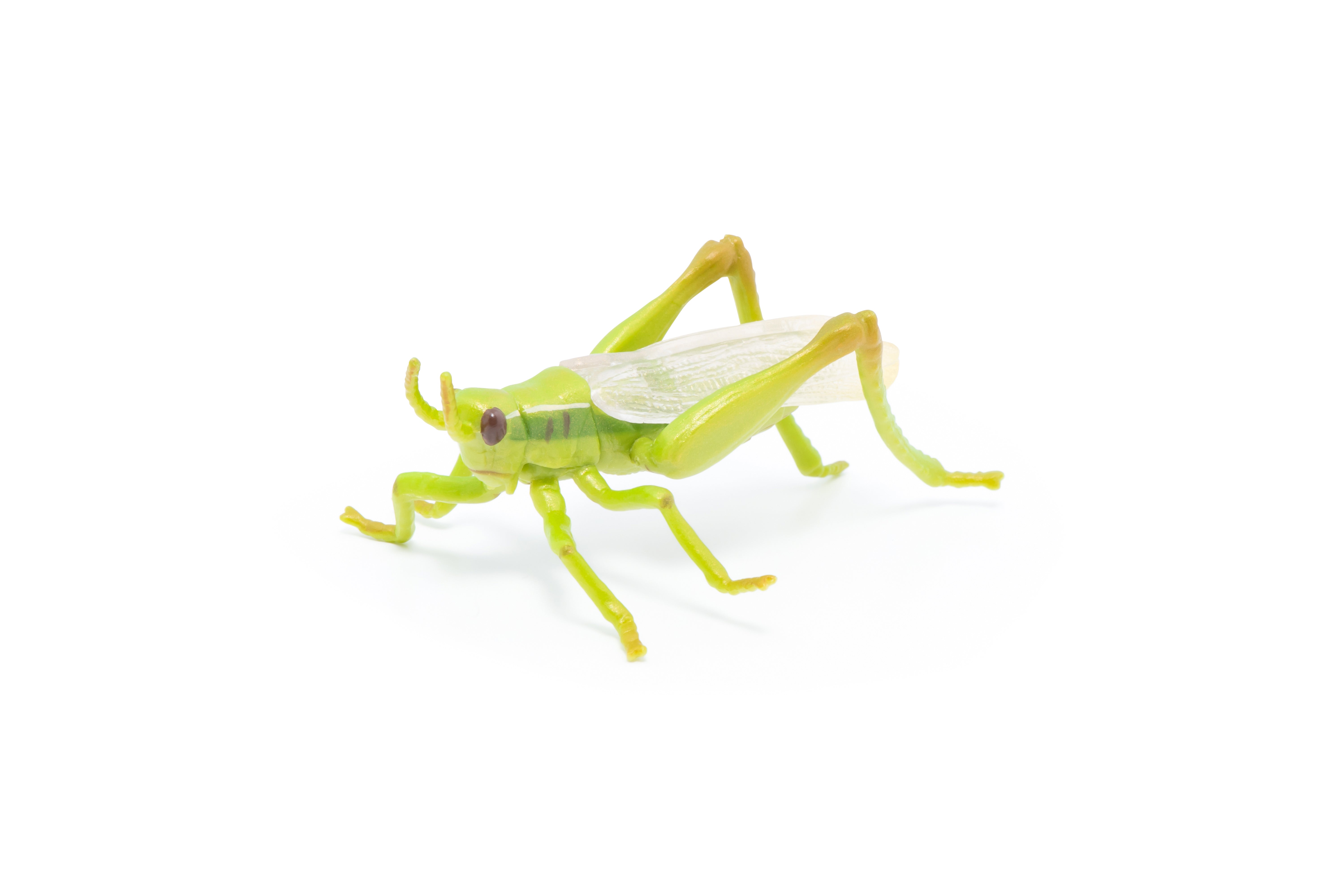 papo-garden-animals-figurine-sauterelle-verte-jardin image 3