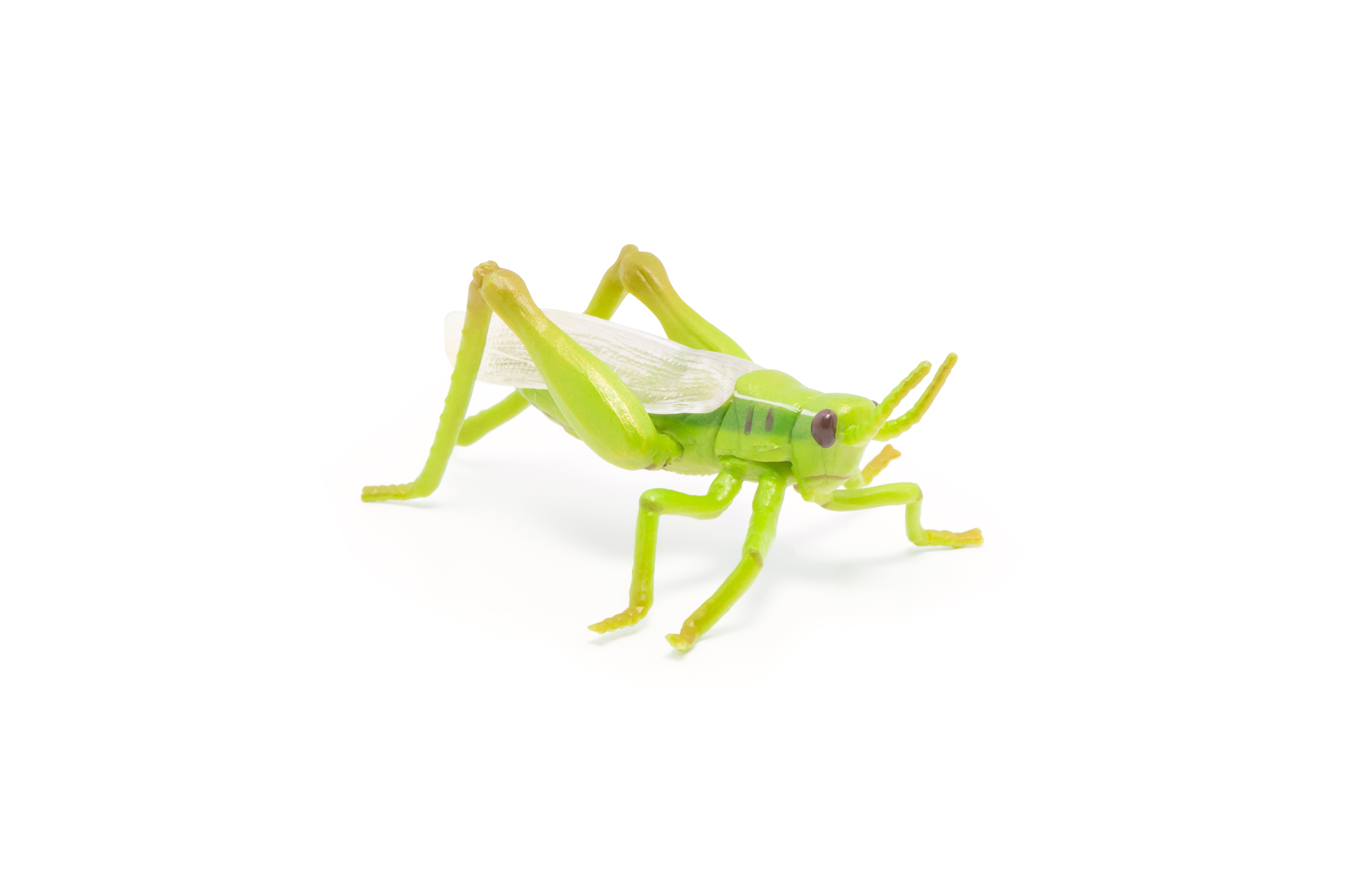 papo-garden-animals-figurine-sauterelle-verte-jardin image 5