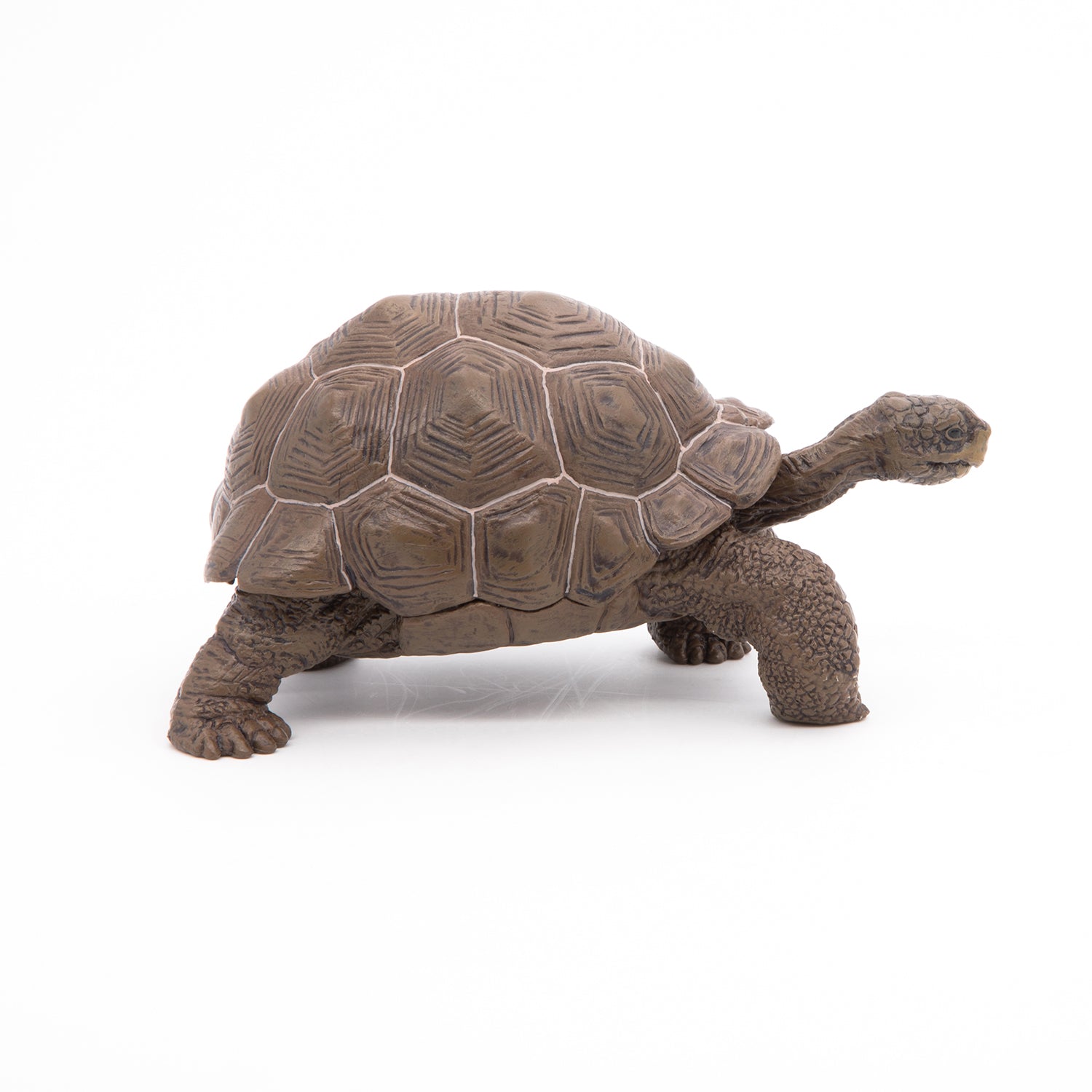 papo-wildlife-tortue-des-galapagos-figurine-reptile-g-ante image 4